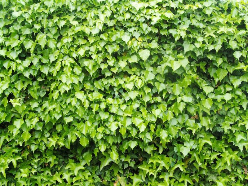 Плющ Hedera
