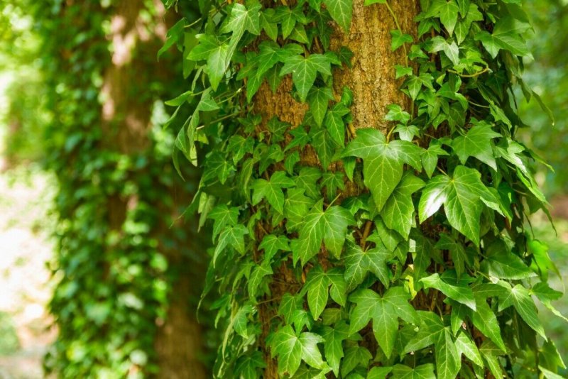 Виноград девичий (Parthenocissus inserta)