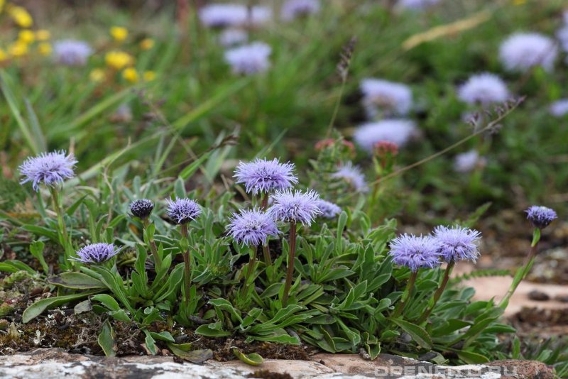 Cephalaria uralensis