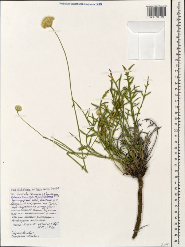 Головчатка Литвинова Cephalaria litvinovii