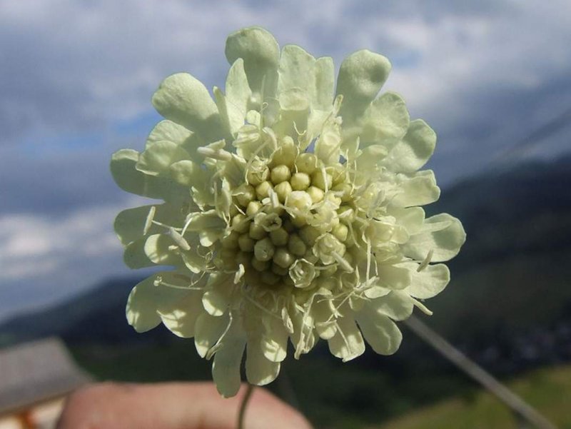 Дипсакус (Ворсянка Лесная)