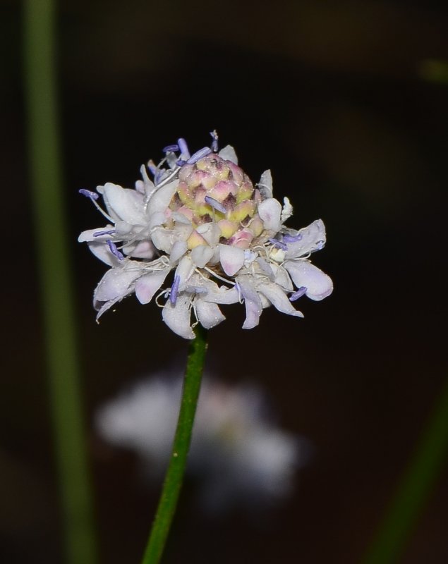 Лук косой Allium obliquum