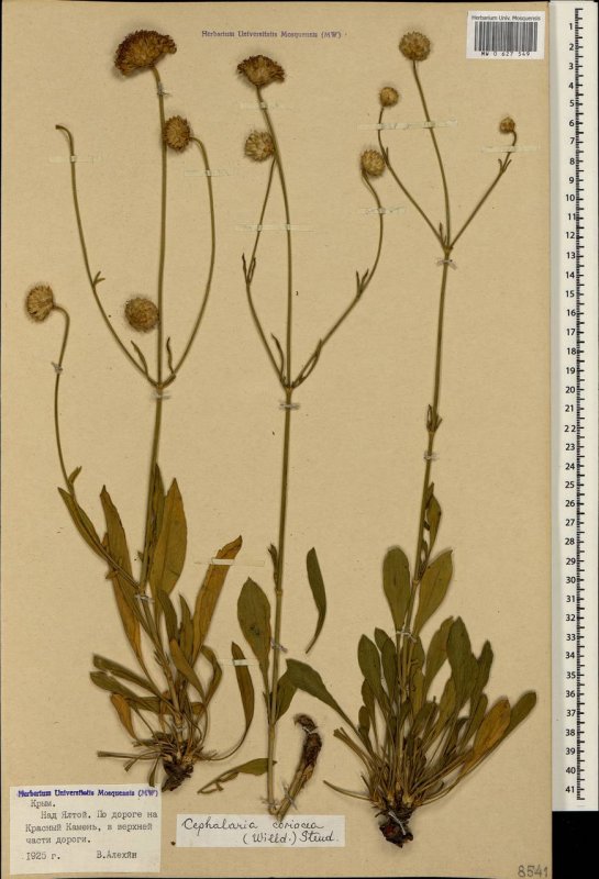 Cephalaria gigantea giant Scabious