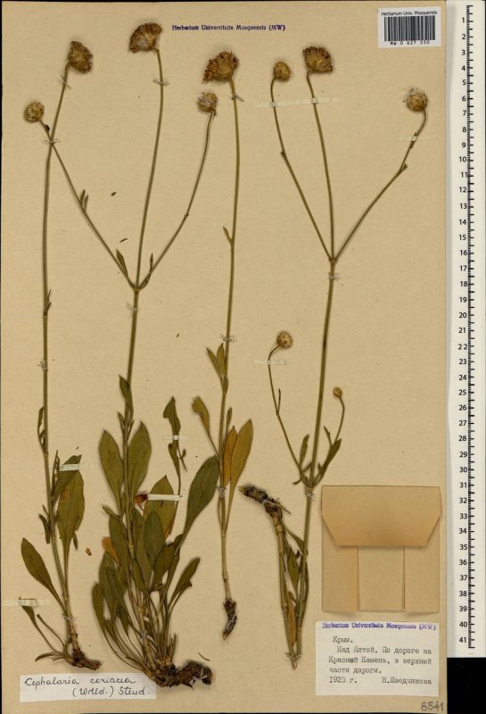 Cephalaria coriacea