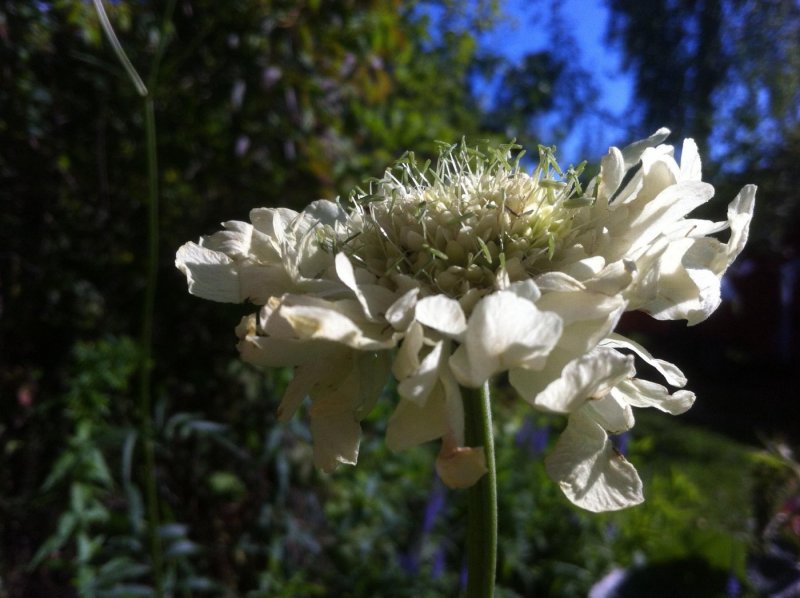 Cephalaria coriacea