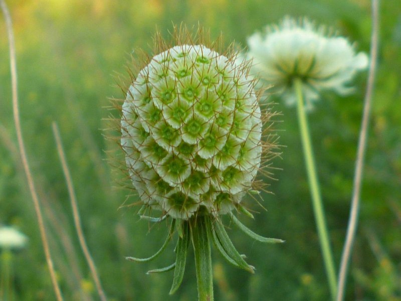 Cephalaria uralensis
