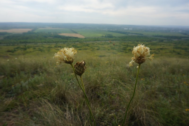Скабиоза (короставник полевой)