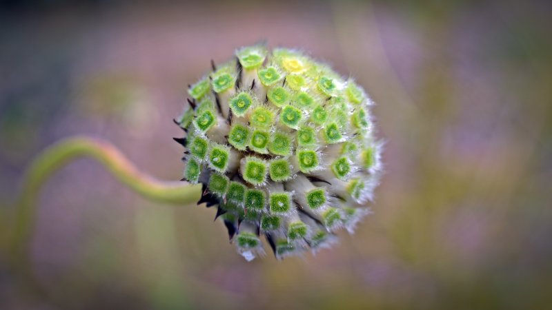 Cephalaria coriacea