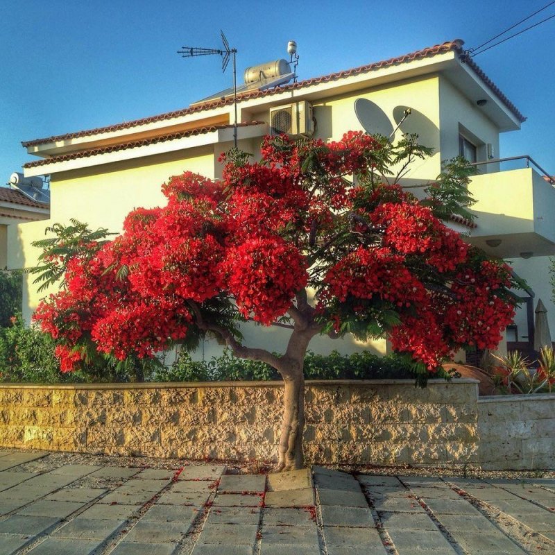 Делоникс(Фламбоян) Королевский