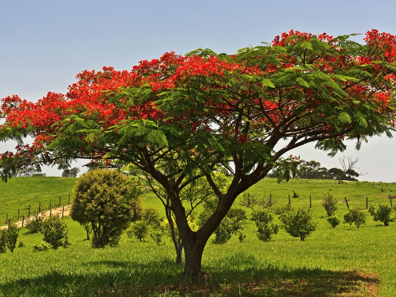 Delonix Regia (Фламбоян, огненное дерево)