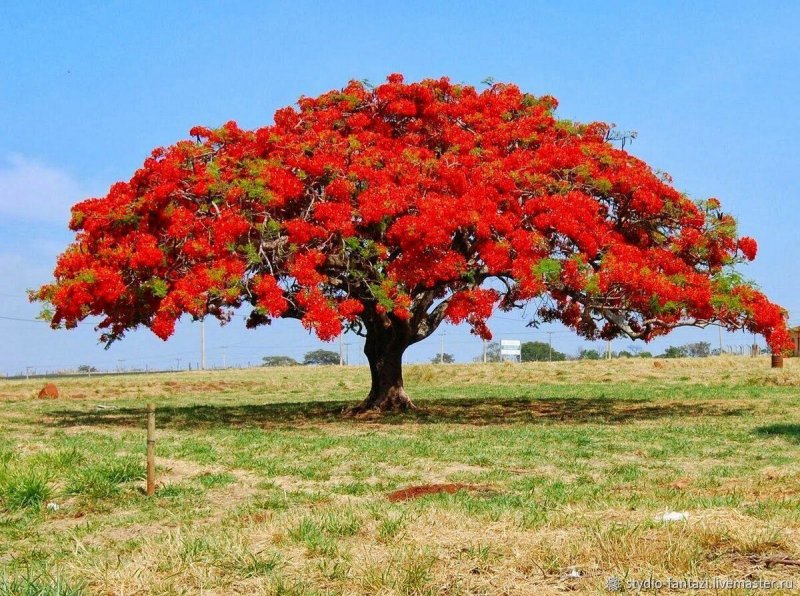 Делоникс Королевский (Delonix Regia) .