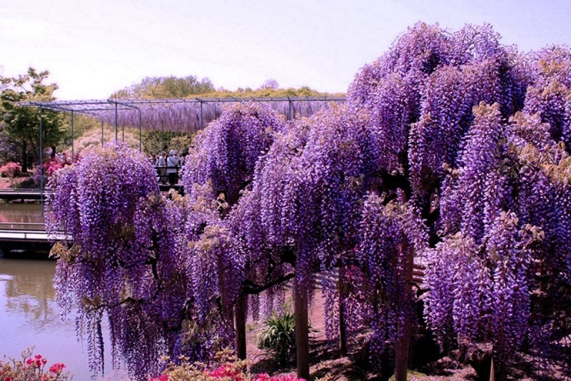 Глициния Wisteria sinensis