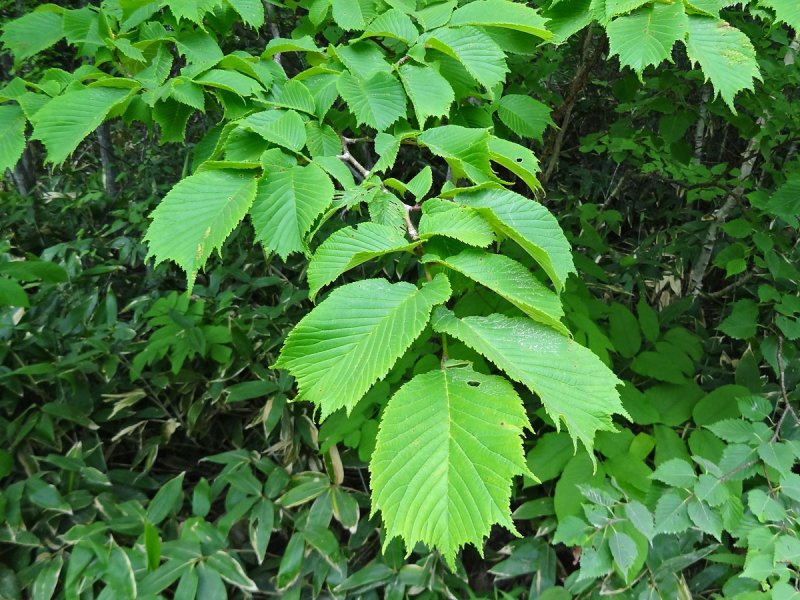 Вяз гладкий (Ulmus laevis)