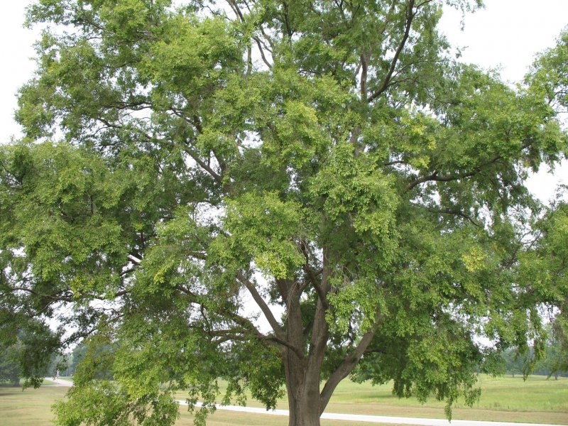 Ulmus parvifolia