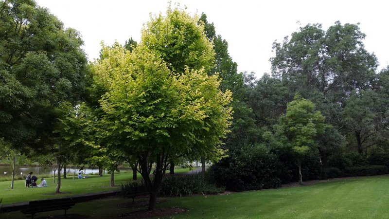 Ulmus glabra