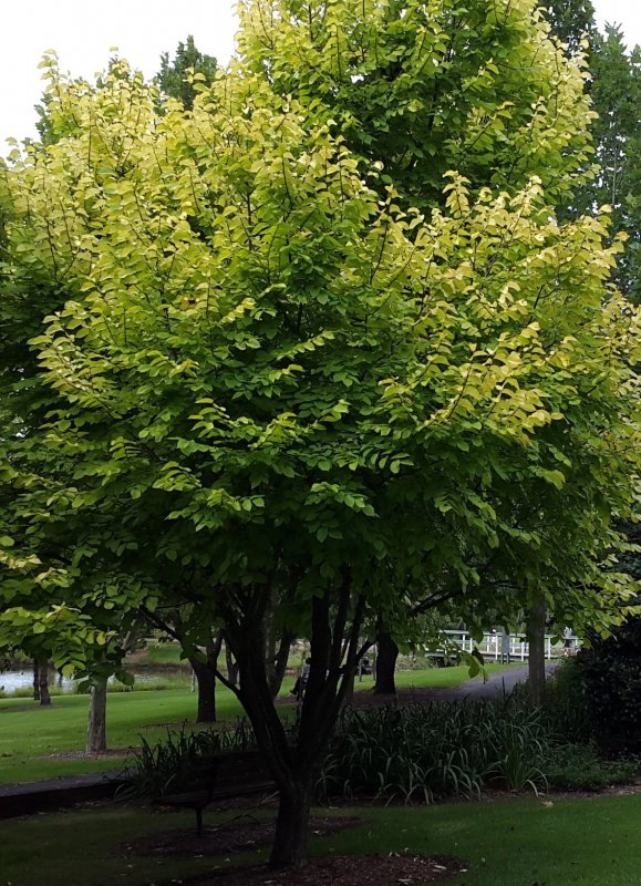 Вяз шершавый (Ulmus glabra)