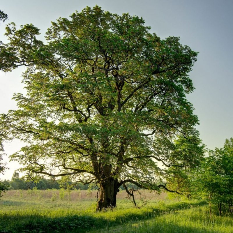 Вяз Ржавый Ulmus fulva