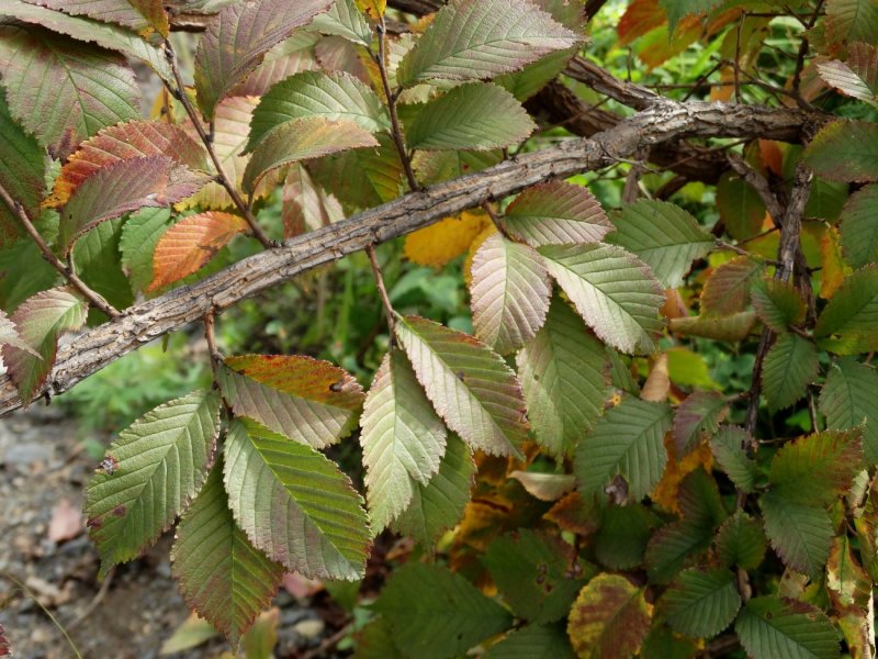 Вяз японский (Ulmus japonica)