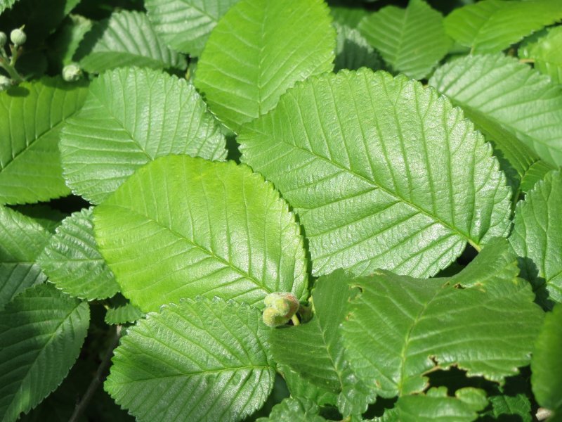 Вяз малый (Ulmus Minor)