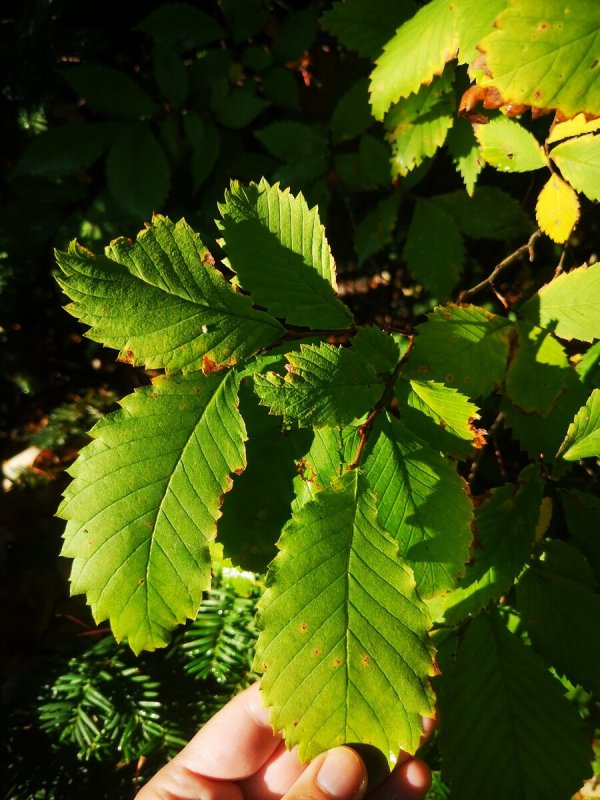Вяз гладкий (Ulmus laevis)