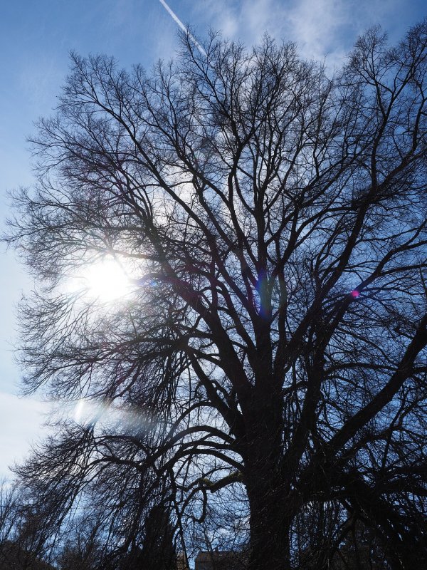 Вяз гладкий (Ulmus laevis)