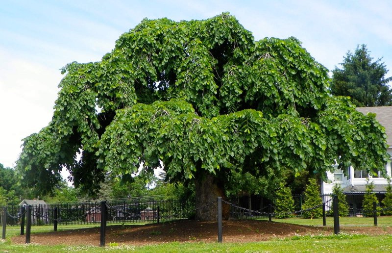 Ulmus laevis glabra