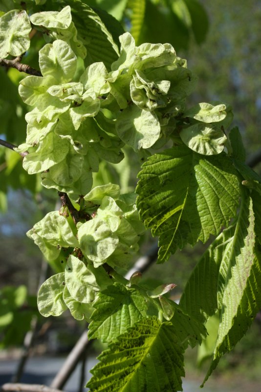 Вяз полевой Ulmus carpinifolia