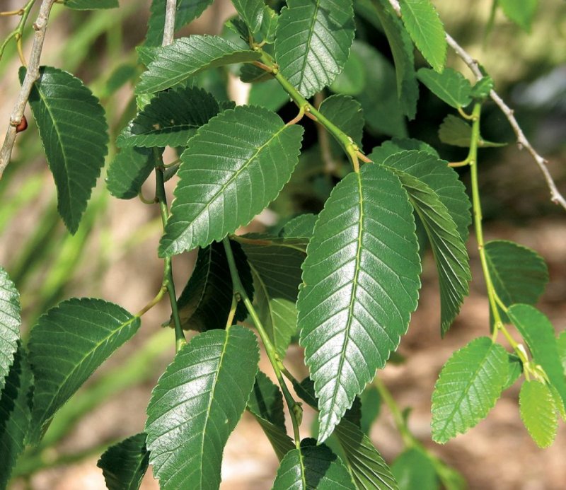 Вяз приземистый Ulmus pumila
