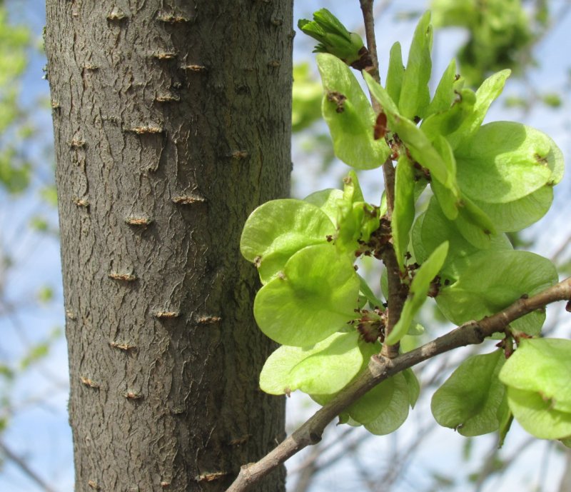Вяз приземистый Ulmus pumila