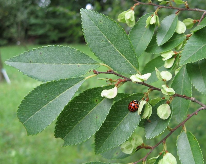 Вяз мелколистный (Ulmus pumila l.)