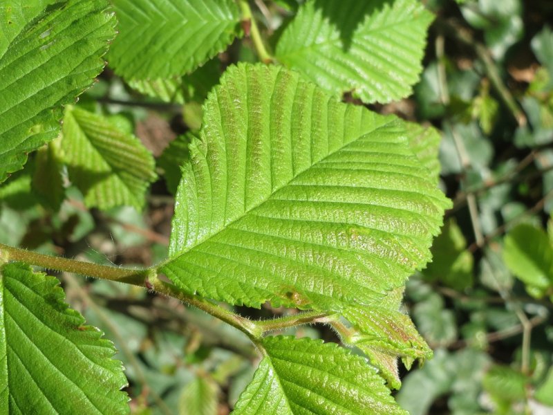 Вяз гладкий (Ulmus laevis)