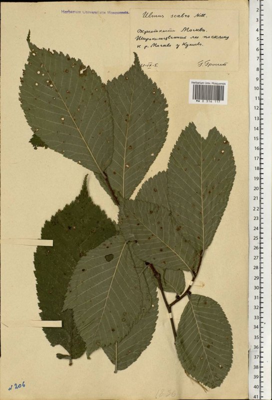 Вяз шершавый, голый (Ulmus glabra) осенью