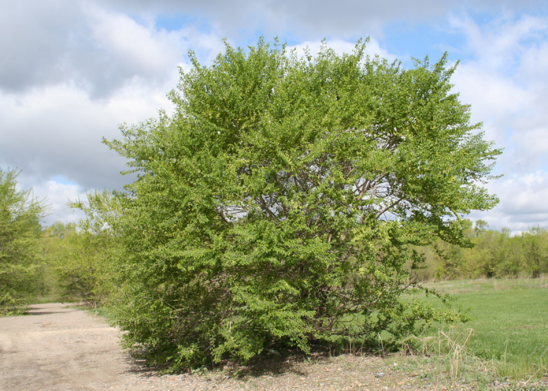 Вяз приземистый Ulmus pumila