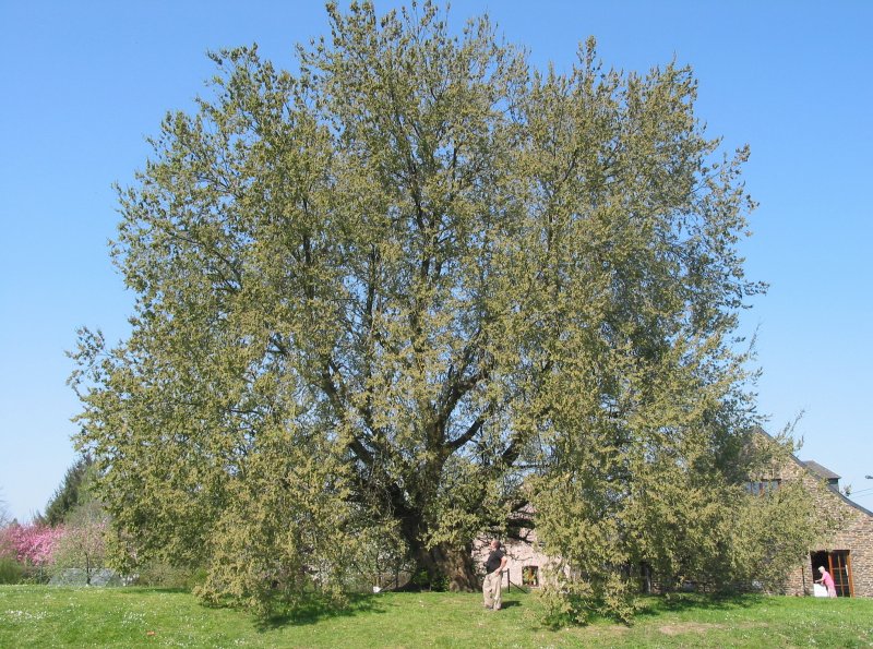 Вяз гладкий (Ulmus laevis)