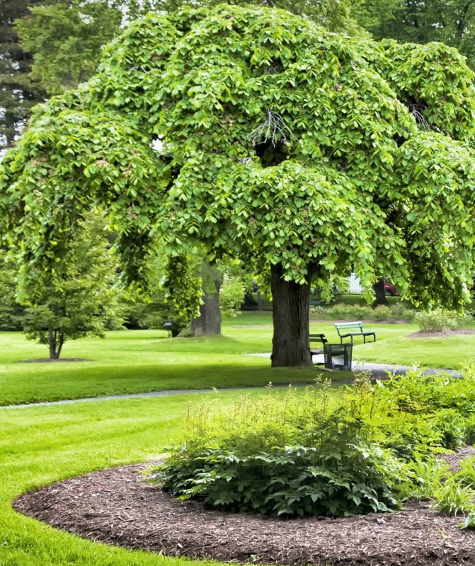 Вяз шершавый (Ulmus glabra)