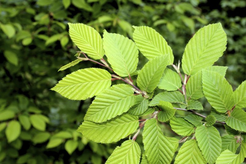 Вяз приземистый Ulmus pumila дерево