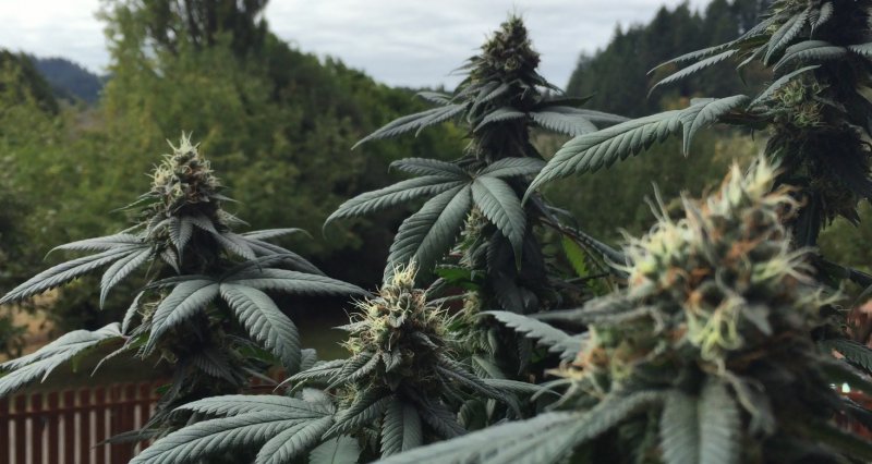 Cannabis Indica – конопля индийская;