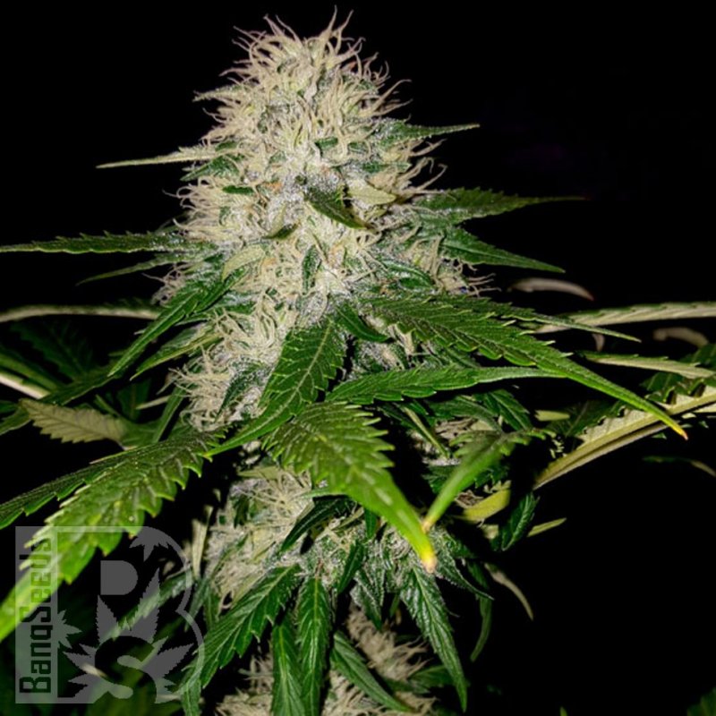 Cali Gangsta Kush fem (Sumo Seeds) цикл