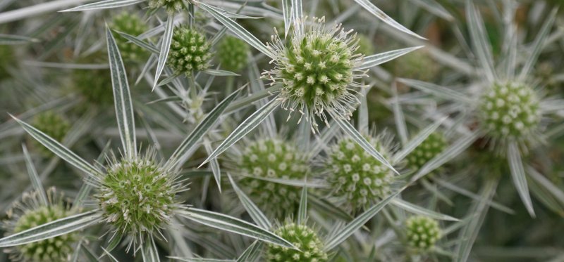 Eryngium Campestre