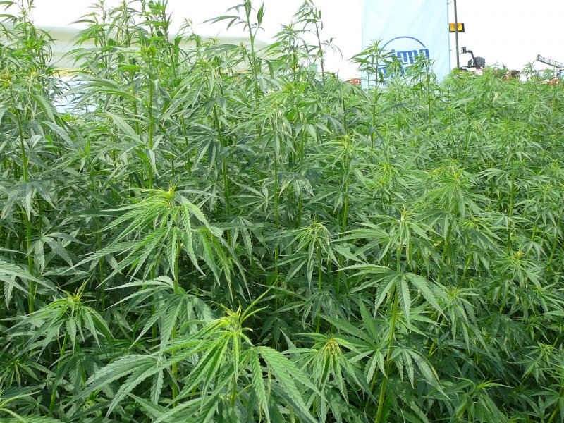 Cannabis Sativa (конопля посевная)