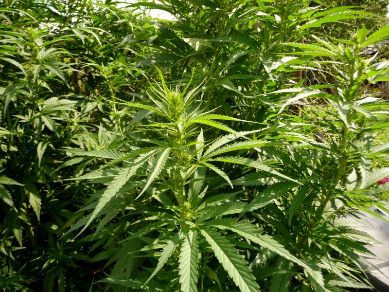 Cannabis Sativa алкалоиды