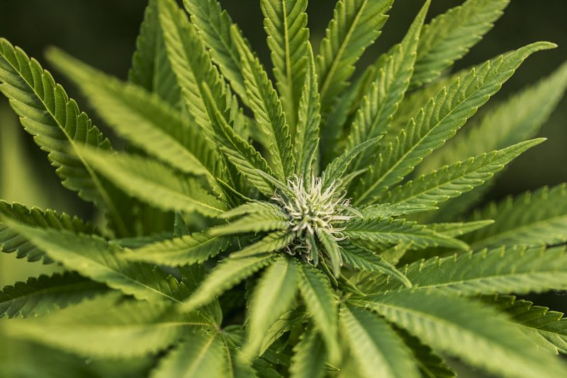 Marihuana сатива