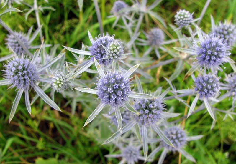 Синеголовник (Eryngium)