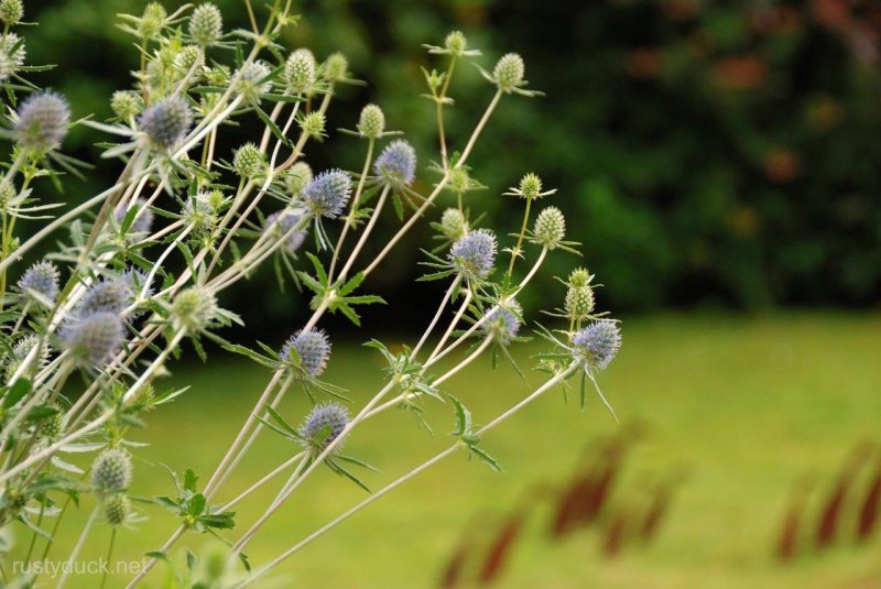 Eryngium Planum