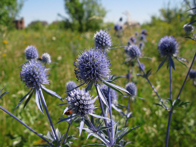 Синеголовник плосколистный Eryngium Planum