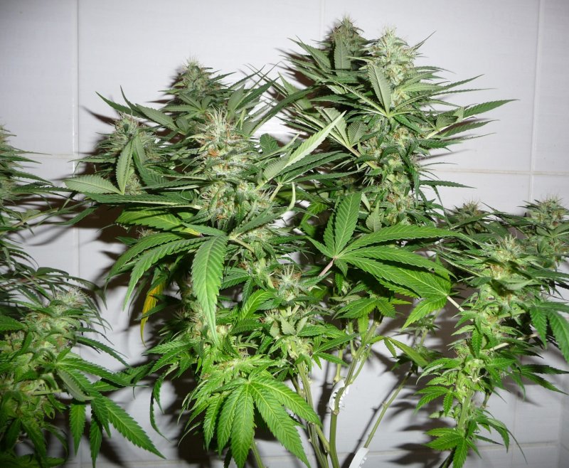 Cannabis Sativa (конопля посевная)