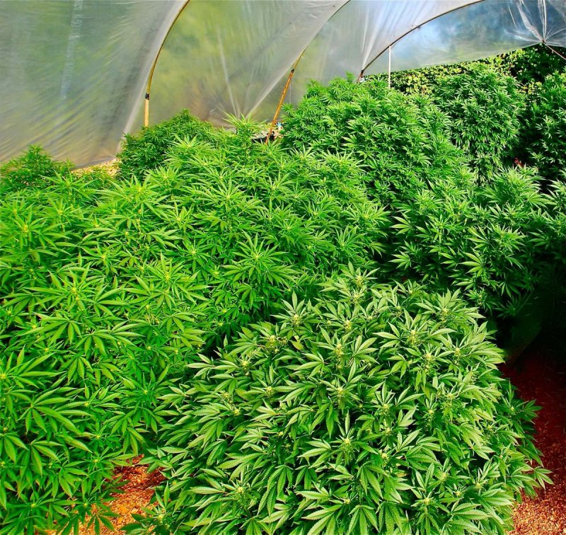 Cannabis Indica – конопля индийская;