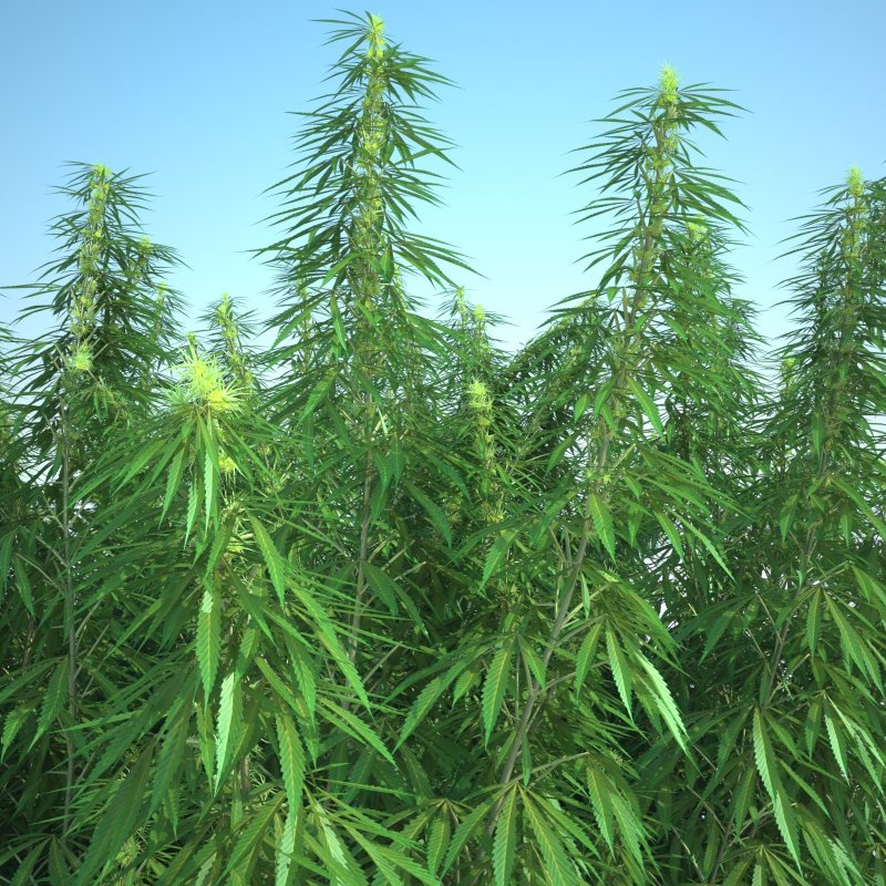 Cannabis Sativa (конопля посевная)