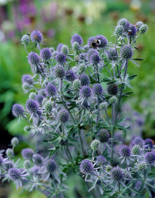 Синеголовник (Eryngium)