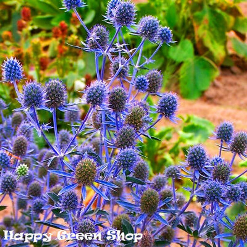 Синеголовник плосколистный Eryngium Planum